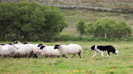 Sheep Ireland Logo